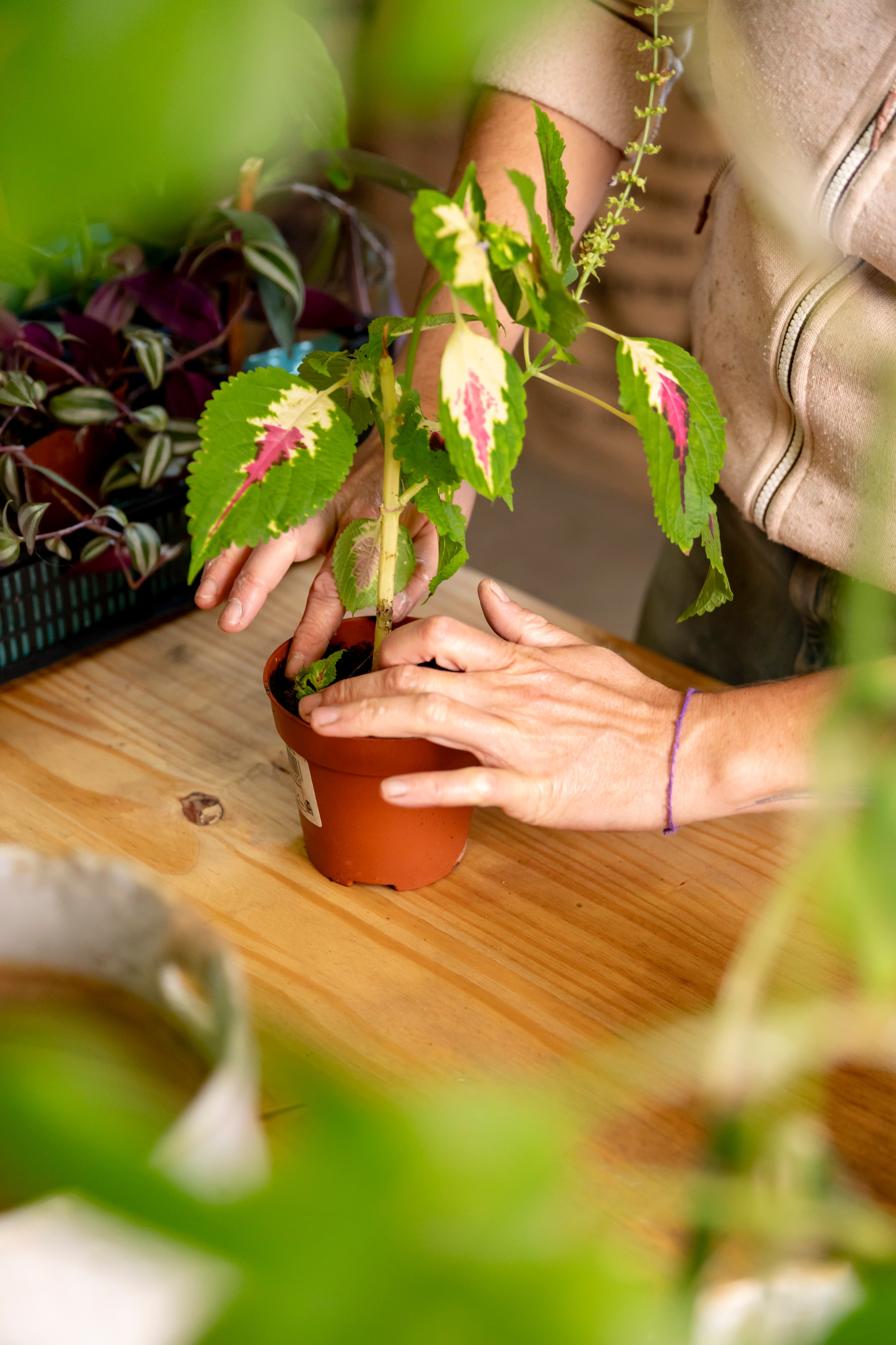 bouturage